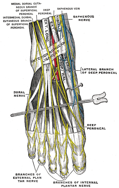 Dorsal Approach to Midfoot, nerves of the dorsum of the foot, gray’s anatomy plate 836