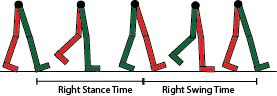 Gait & Basic Foot Kinematics, phases of the gait cycle