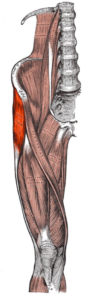 Hip - Anterolateral (Watson-Jones), tensor fasciae latae