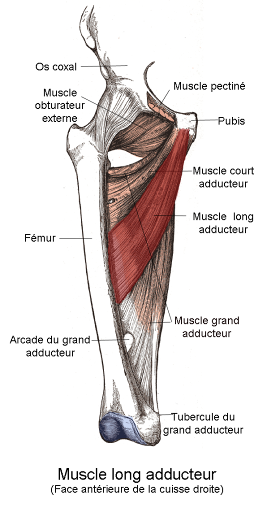 Hip - Medial, adductor longus