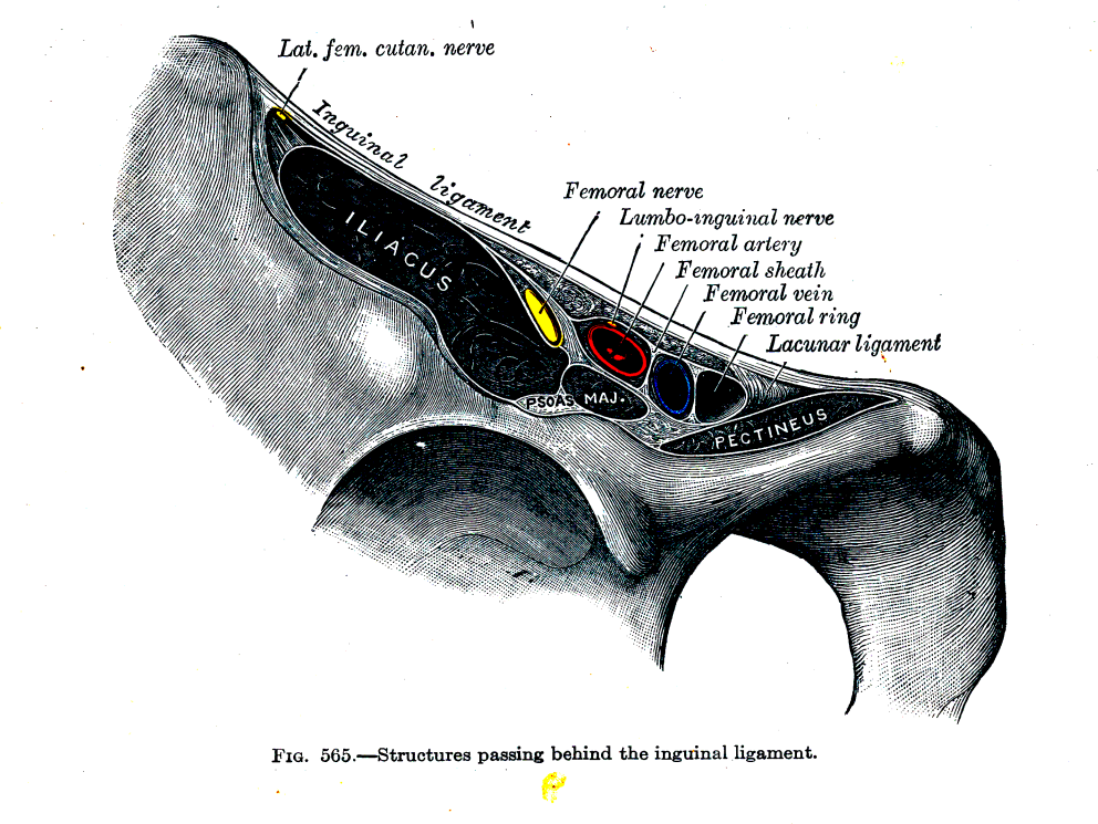 Ilioinguinal Approach to Acetabulum, structures passing behind the inguinal ligament
