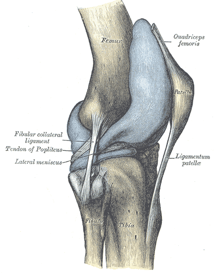 Capsule of the right knee joint, distended, lateral view