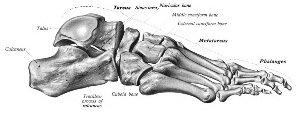 Lateral Approach to Hindfoot (Ollier's), lateral view of the bones of the foot, sobotta 1909