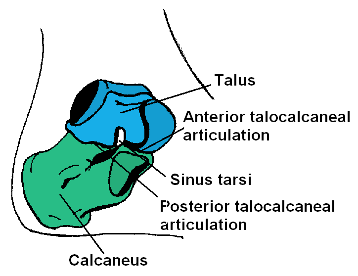 Lateral Approach to Subtalar Joint, anatomy of the subtalar joint