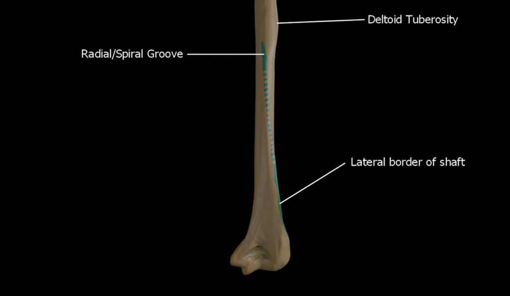 Lateral Approach to the Distal Humerus, humerus showing the radial groove continuing as the lateral border of the shaft