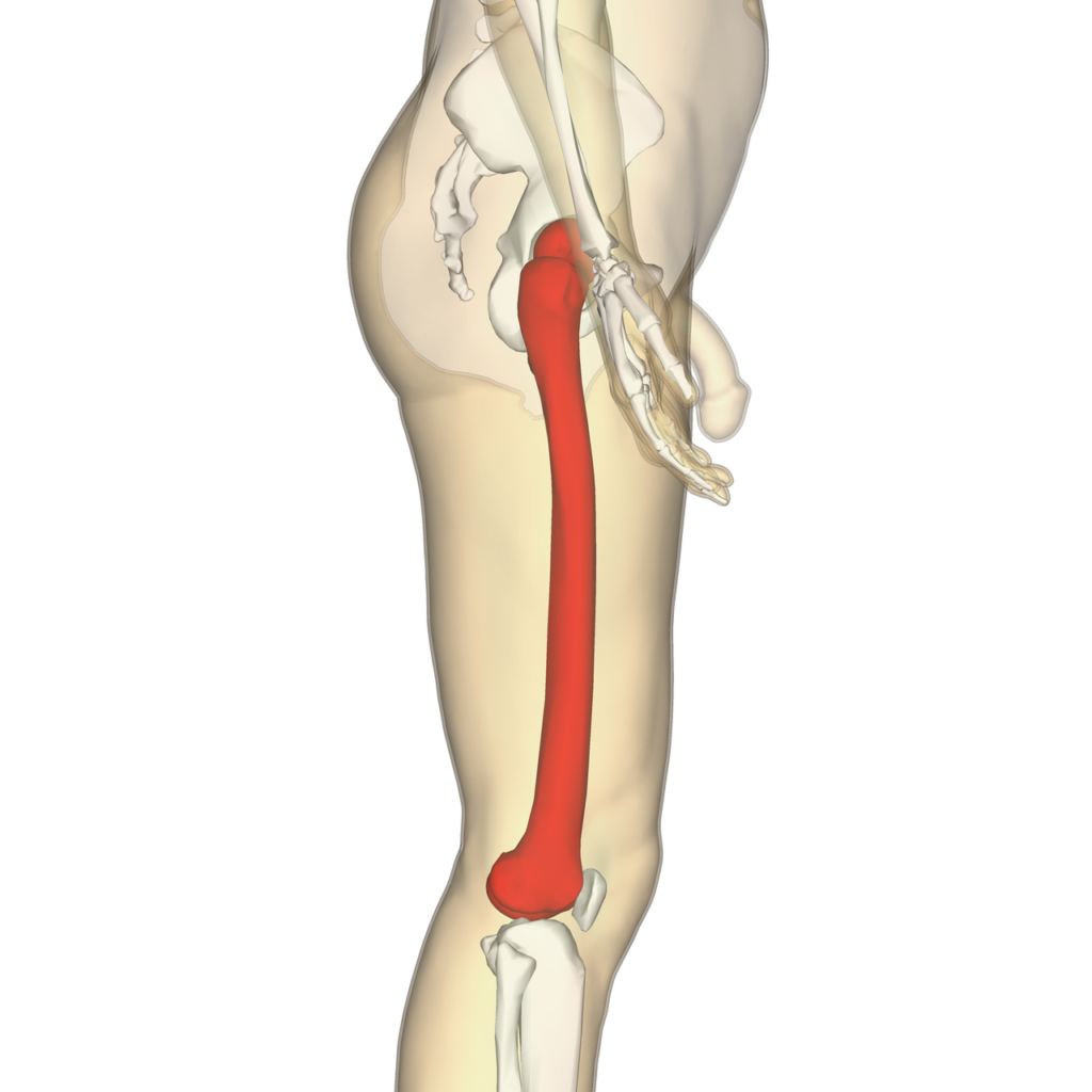 Lateral Approach to the Femur, lateral view of the femur