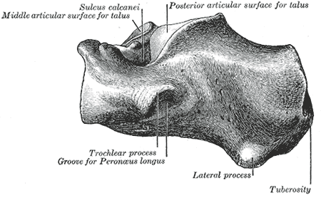 Lateral Approach to the Hindpart of the Foot, lateral surface of the calcaneus, gray’s anatomy plate 266