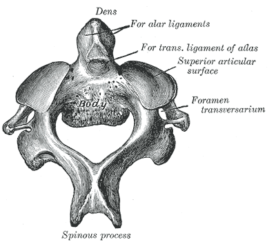 Os Odontoideum, the axis (second cervical vertebra) seen from above, gray’s anatomy plate 87