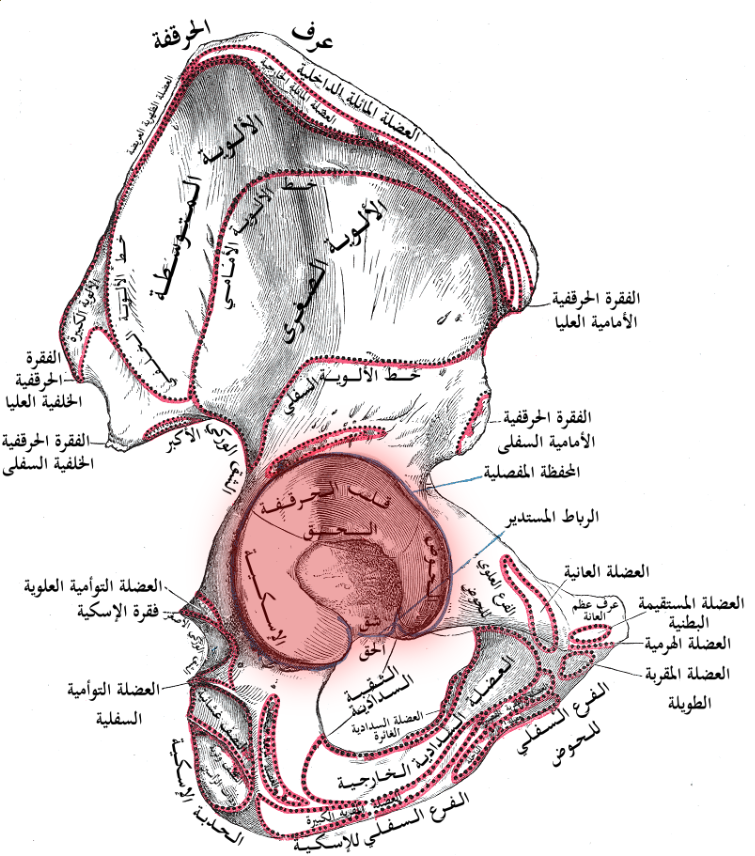 Posterior Approach to Acetabulum, the acetabulum of the hip bone