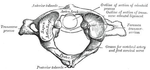 Posterior Approach to C1-2, the atlas (first cervical vertebra), gray’s anatomy plate 86