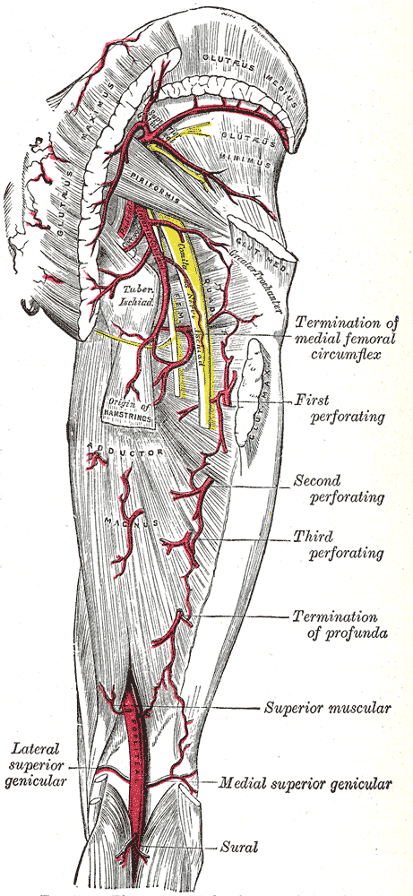 Posterior Approach to Hip, arteries of the gluteal and posterior femoral regions, gray’s anatomy plate 544