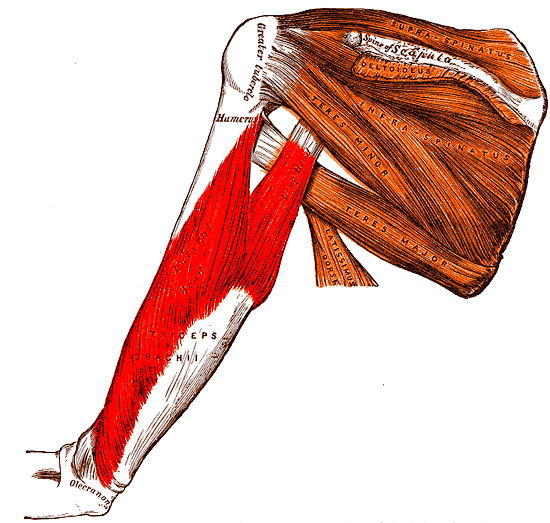 Posterior Approach to Humerus, triceps brachii, from gray’s anatomy