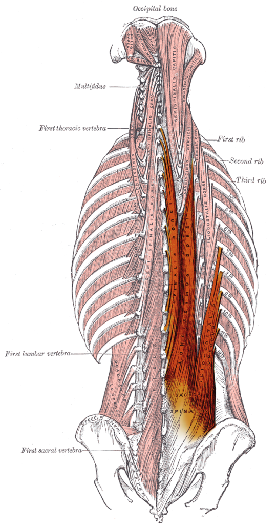 Posterior Approach to Lumbar Spine, erector spinae, gray’s anatomy plate 389