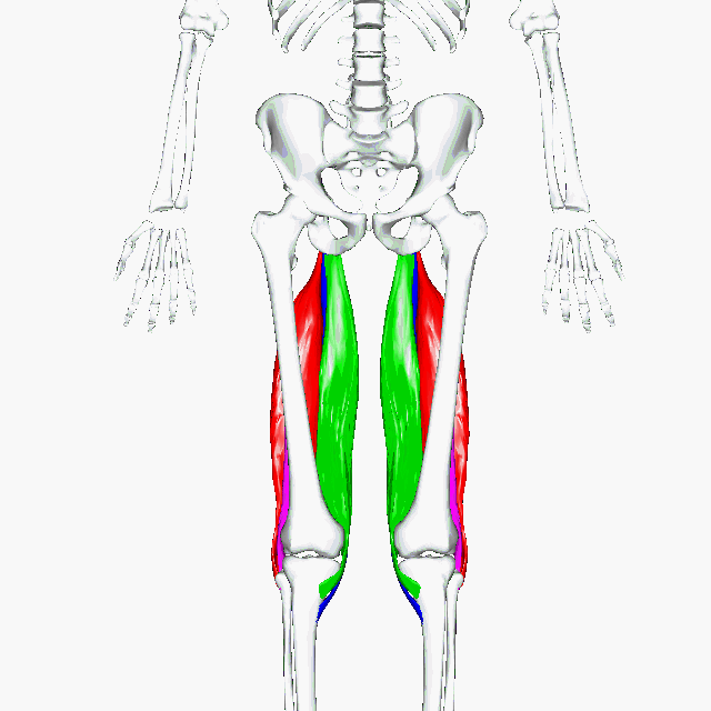 Posterior Approach to the Femur, the hamstring muscles