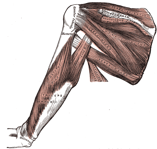 Posterior Approach to the Shoulder, muscles of the back of the scapula and the triceps, gray’s anatomy plate 412