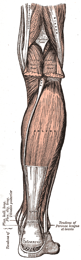 Posterolateral Approach to Tibia, muscles of the back of the leg, gray’s anatomy plate 438