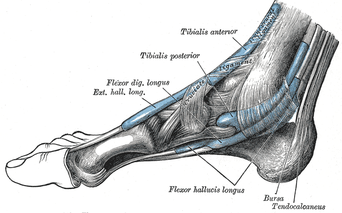 Posteromedial Approach to Ankle, tendon sheaths around the ankle, medial aspect, gray’s anatomy plate 442
