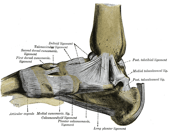 Posteromedial Approach to the Ankle, ligaments of the medial ankle and foot, gray’s anatomy plate 354