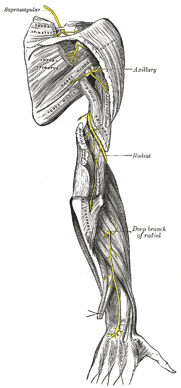 Radial Nerve, the suprascapular, axillary and radial nerves, gray’s anatomy plate 818