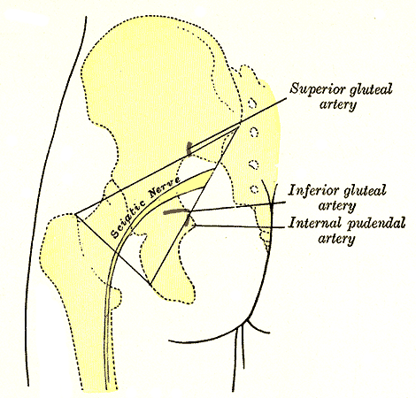 Sciatic Nerve, left gluteal region showing surface markings for the arteries and sciatic nerve, gray’s anatomy plate 1244