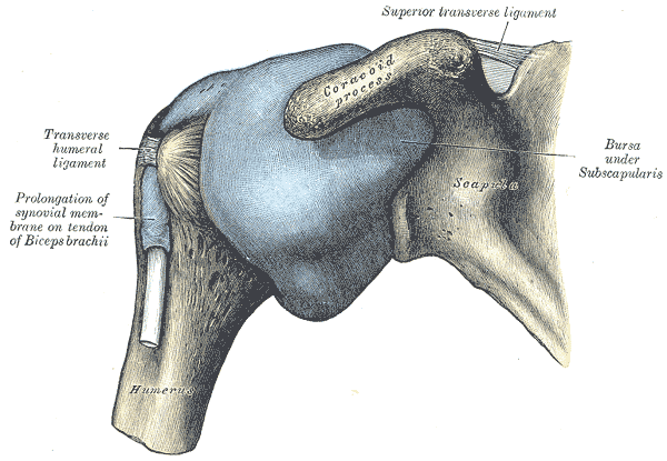 Capsule of the shoulder joint, distended, anterior view