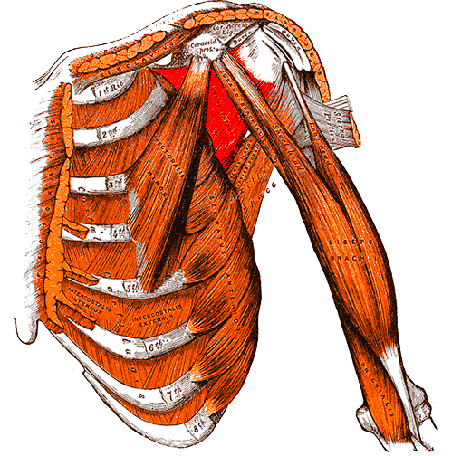 Subscapularis Management in Open Shoulder Surgery, subscapularis, from gray’s anatomy