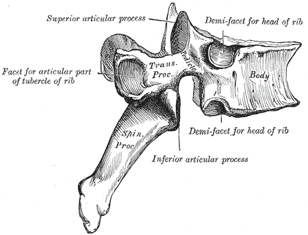 Thoracic Posterolateral Costotransversectomy Approach, lateral view of a thoracic vertebra, from gray’s anatomy