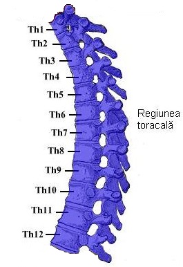 Transthoracic Approach to Thoracic Spine, vertebral column with the thoracic region highlighted, from gray’s anatomy