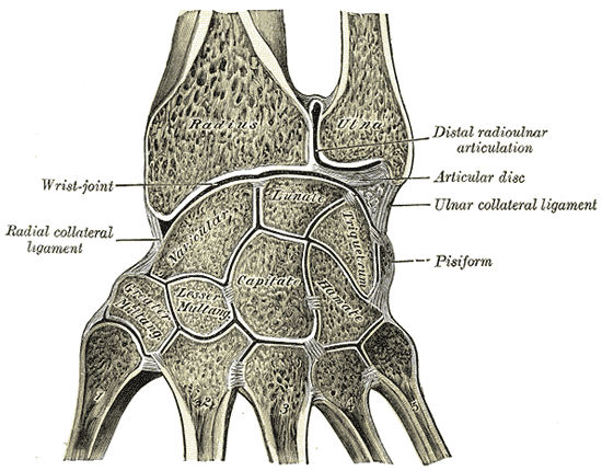 Vertical section through the wrist showing the synovial cavities